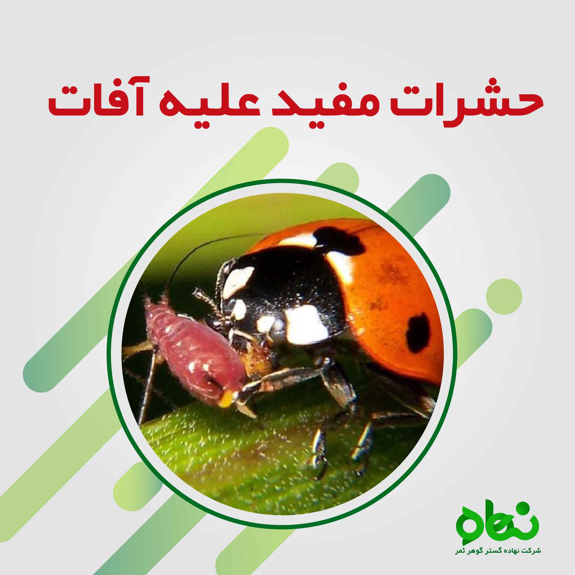 حشرات مفید علیه آفات